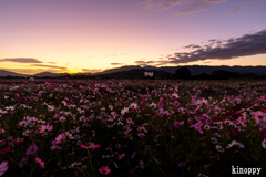藤原京跡 コスモス畑