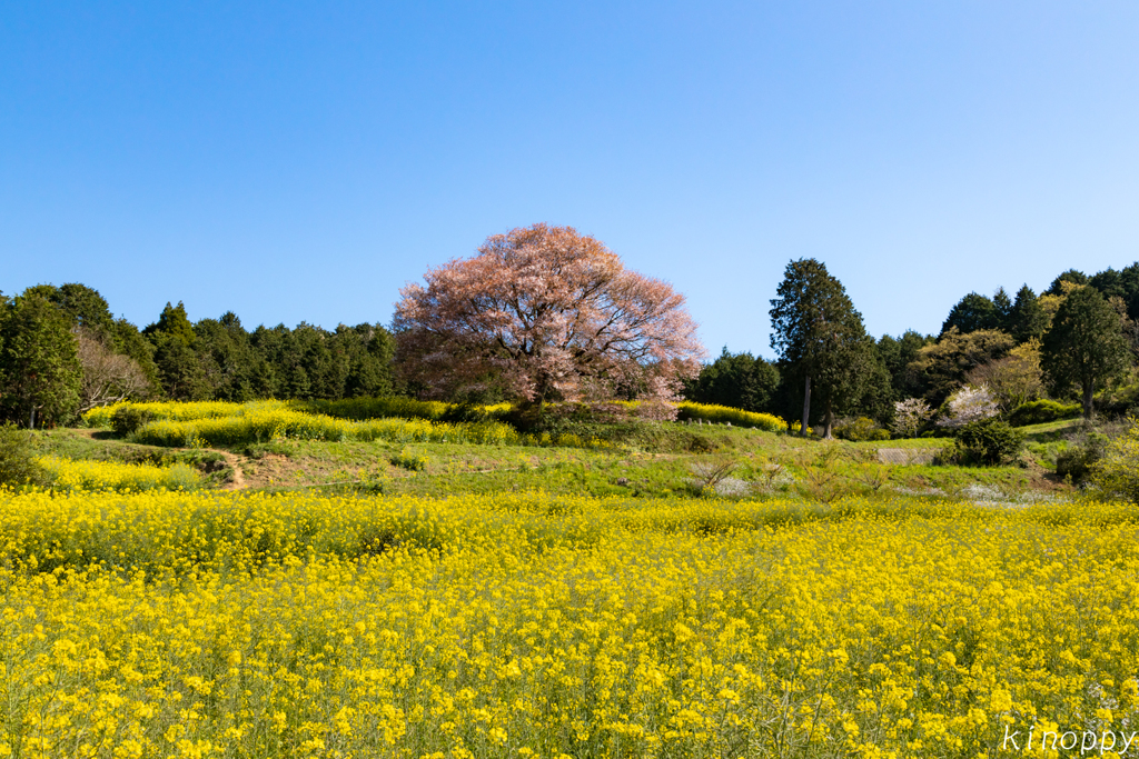 馬場の山桜