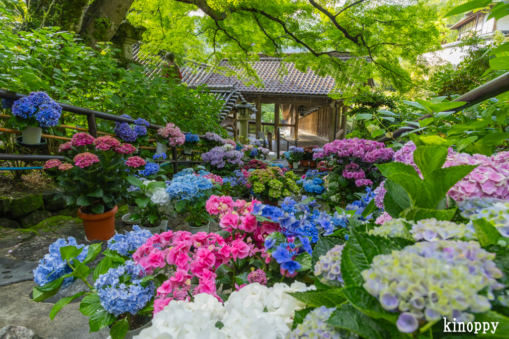 長谷寺 あぢさゐ回廊 3