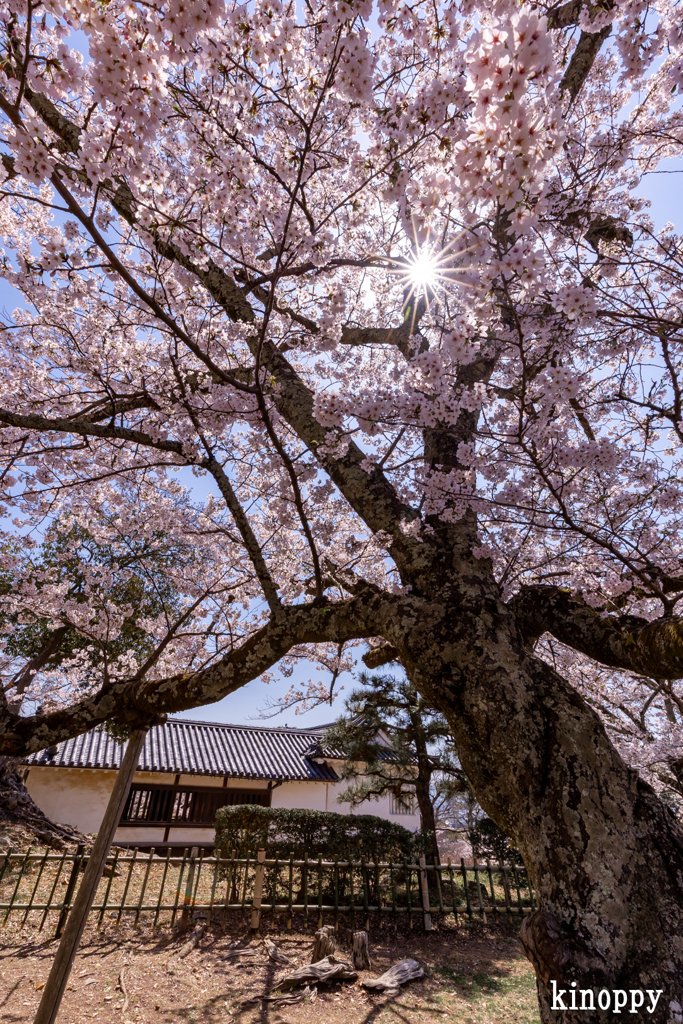 彦根城 桜 10