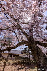 彦根城 桜 10
