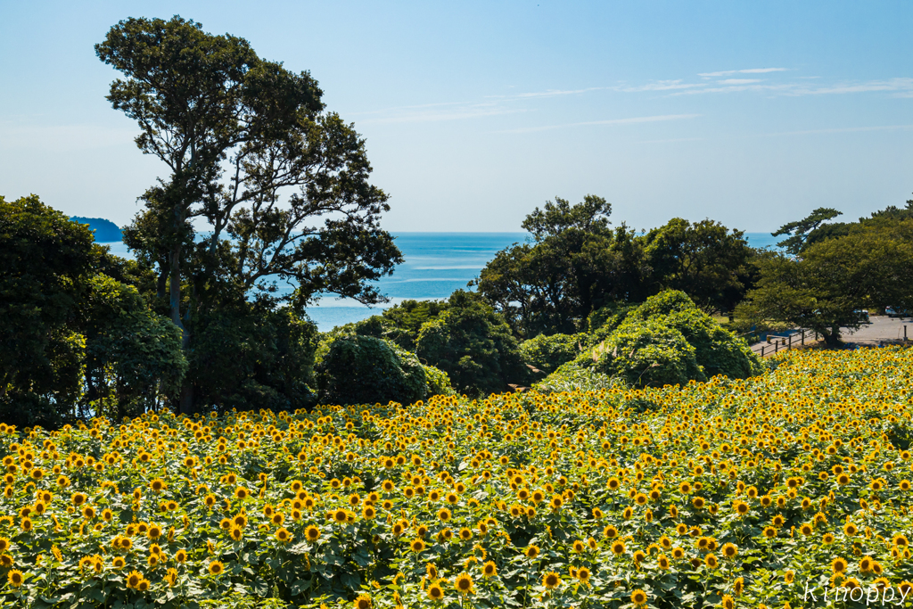 長崎鼻 ひまわり畑