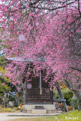 御厨神社 梅 4