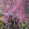 御厨神社 梅 4