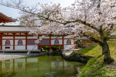 平等院 鳳凰堂 4