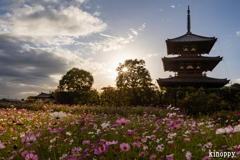 法起寺 コスモス 3