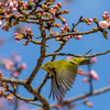 白野江植物公園 大寒桜 メジロ 8