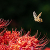 彼岸花とアゲハ蝶 3