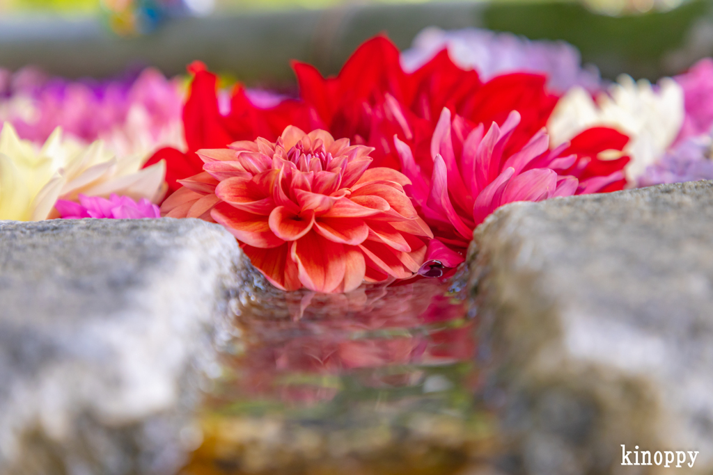 岡寺 あぢさゐ回廊 6