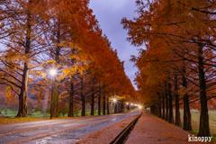 メタセコイヤ並木