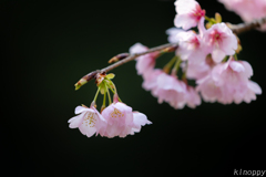 白野江植物公園 河津桜 3