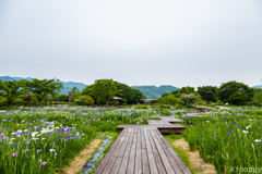 佐賀大和花しょうぶ園