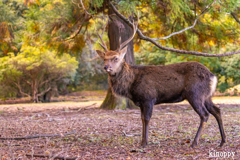 奈良公園 9