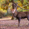 奈良公園 9