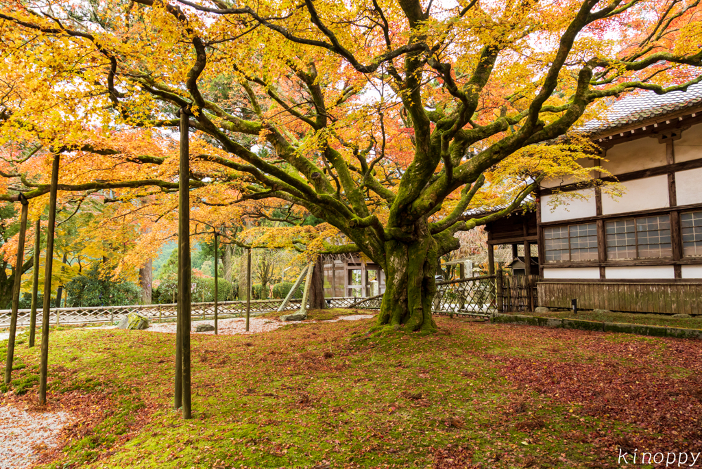 雷山千如寺大悲王院 紅葉 2