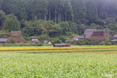 かやぶきの里 そば畑 7