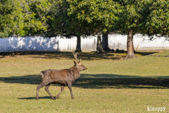 奈良公園 12