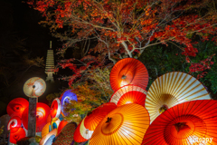 岡寺紅葉ライトアップ 2
