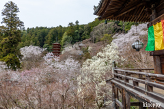 長谷寺 春景色