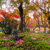 圓光寺 紅葉 8