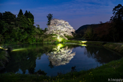 川内ジラカンス桜