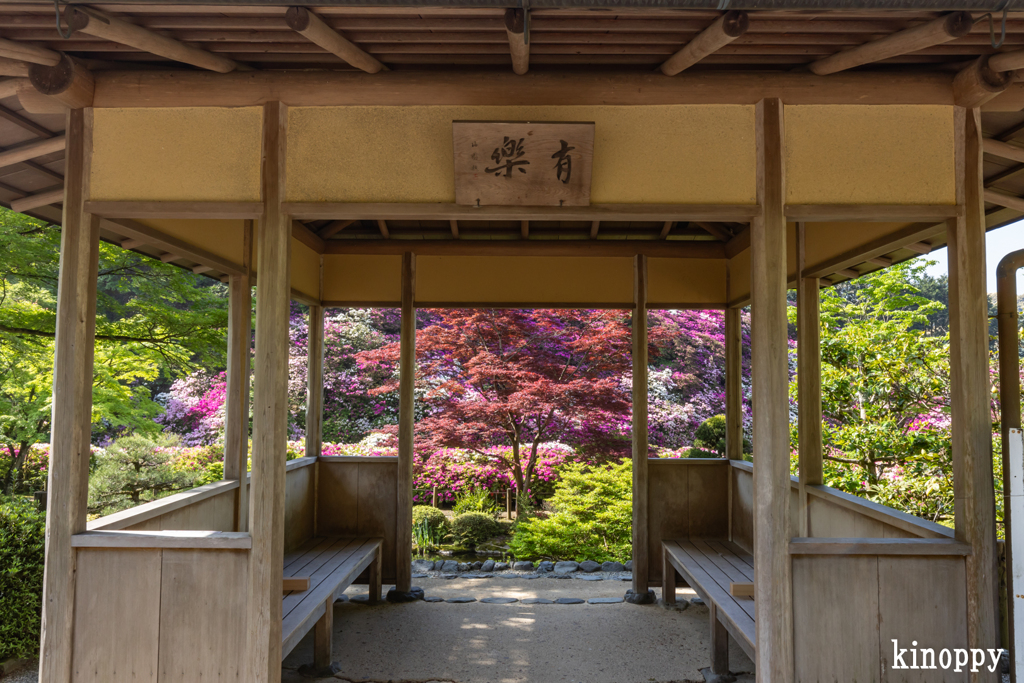 三室戸寺 ツツジ 8