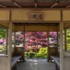 三室戸寺 ツツジ 8