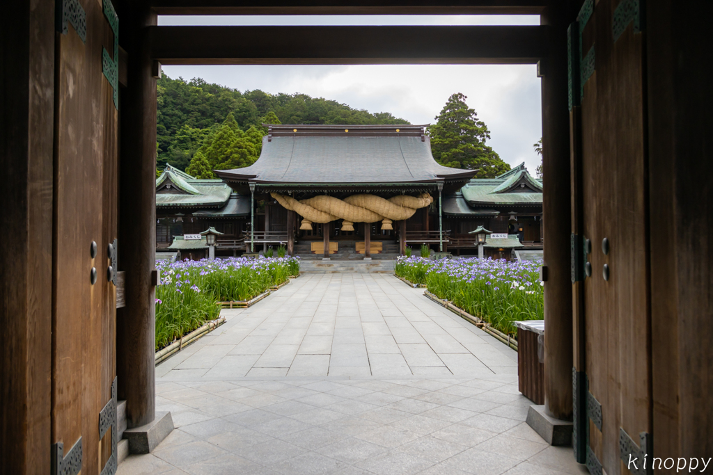 宮地嶽神社 菖蒲 4