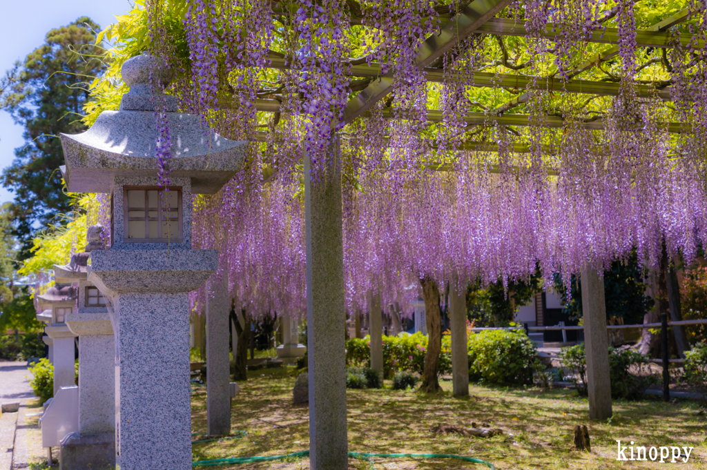 三大神社 藤