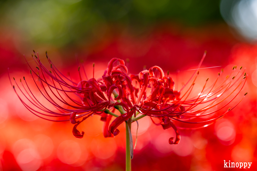 源氏浜 彼岸花 3