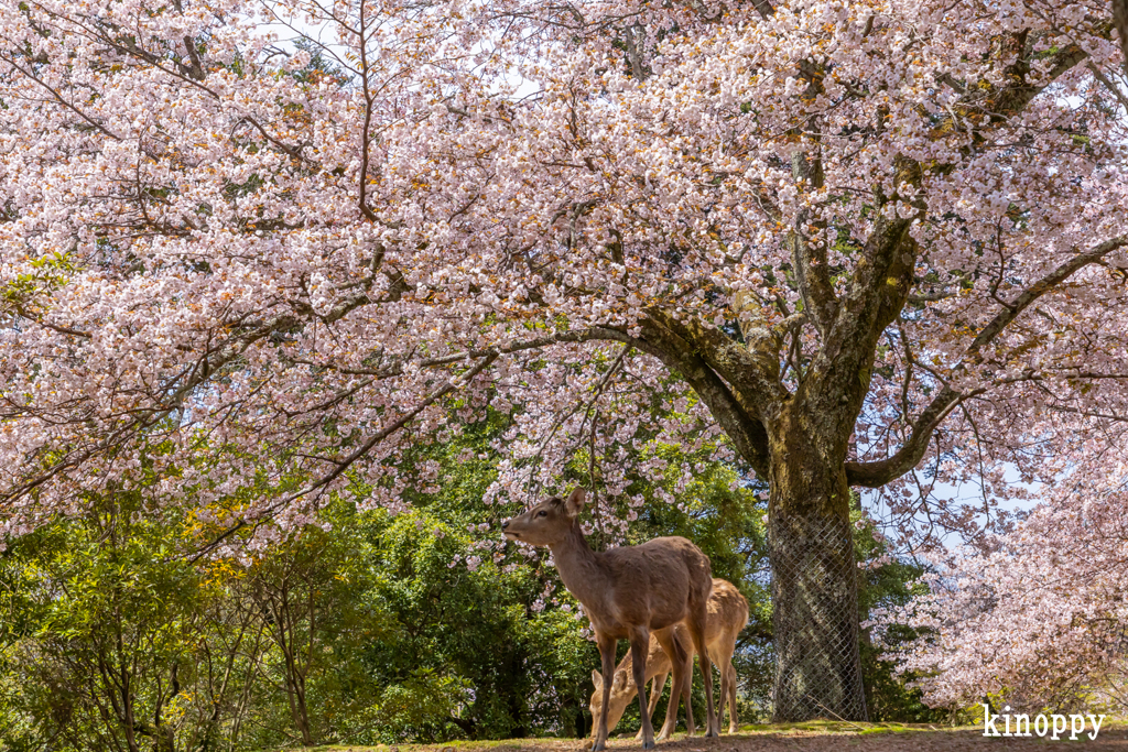 奈良公園 桜 6