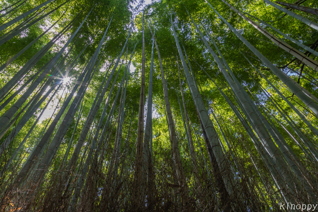 竹林の小径 3