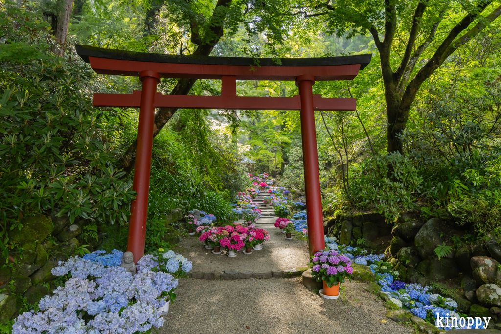 岡寺 あぢさゐ回廊 2