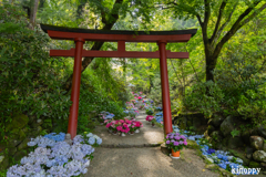 岡寺 あぢさゐ回廊 2