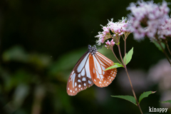 アサギマダラ 2