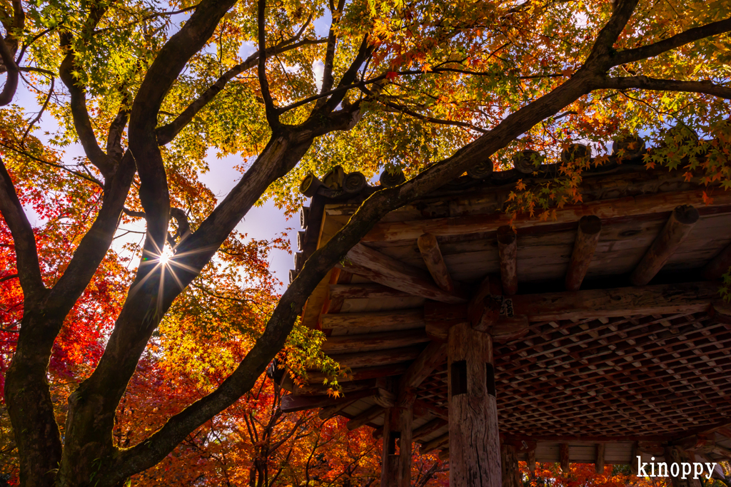 平等院 秋景色 8
