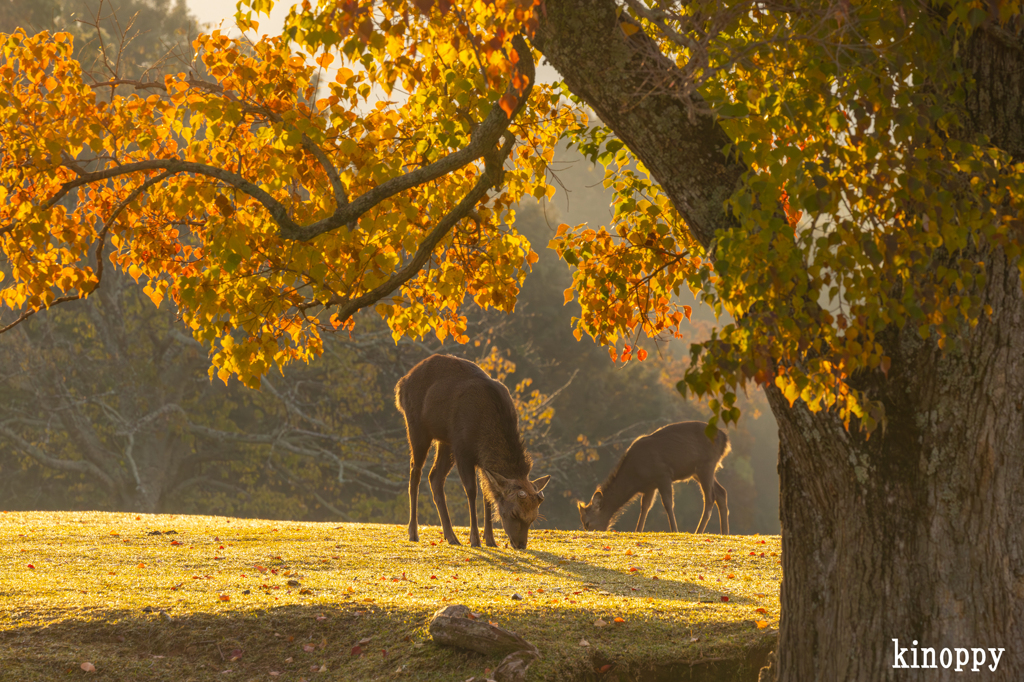 奈良公園 6