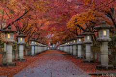 高山寺 紅葉 Ⅱ  2