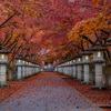 高山寺 紅葉 Ⅱ  2