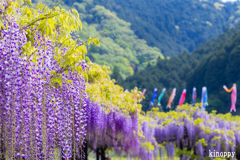 白井大町藤公園 7