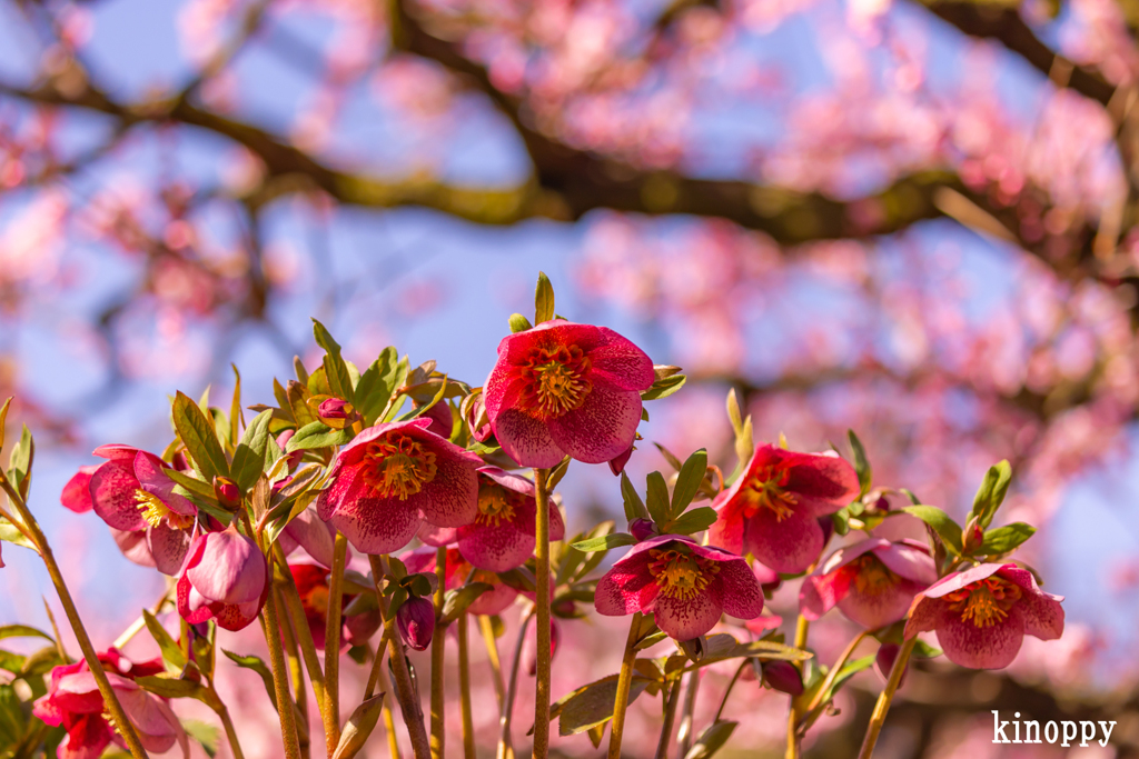 鈴鹿の森庭園 12