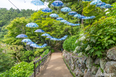 柳谷観音楊谷寺 10