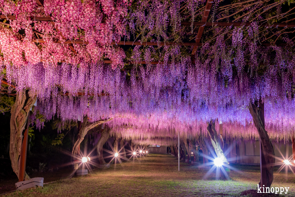 岡山和気 藤公園 ライトアップ 5