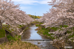 北谷川 桜並木 2