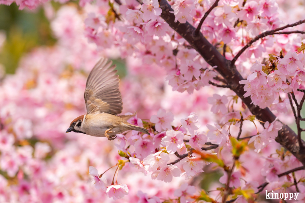河津桜 スズメ 2