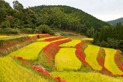 大淵ヨシビ棚田 彼岸花