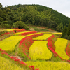 大淵ヨシビ棚田 彼岸花