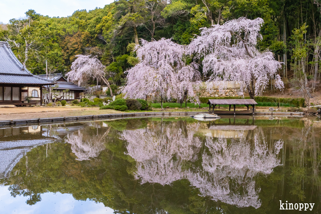 曹源寺 しだれ桜