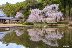 曹源寺 しだれ桜
