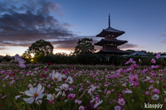 法起寺 コスモス 7